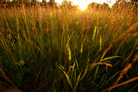 sunset field