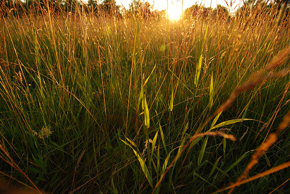 sunset field