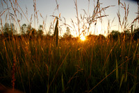 sunset field