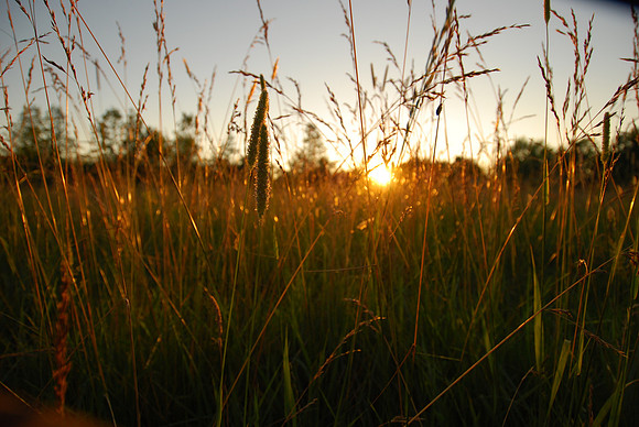 sunset field