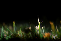 night grass