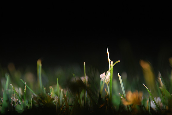 night grass