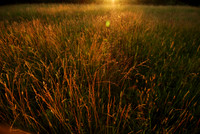 sunset field
