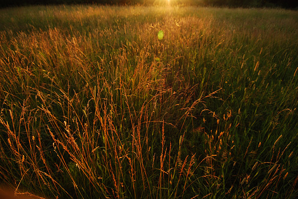 sunset field
