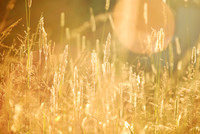 sunset field