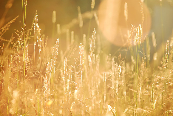 sunset field
