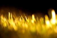 night grass