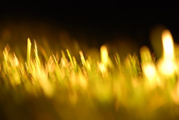 night grass