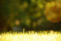 grass sun
