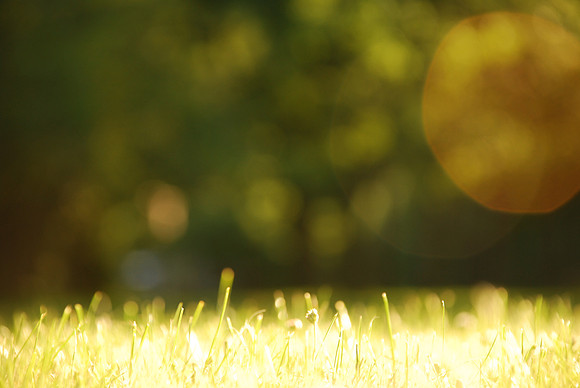 grass sun