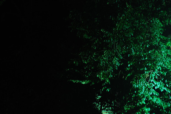 night street light tree