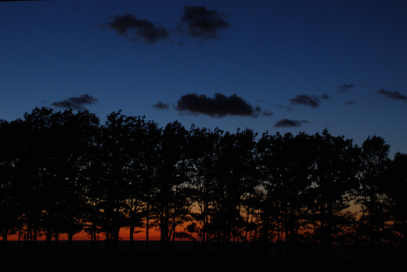 dusk vespertine treeline