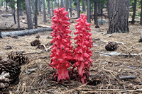 Tahoe Snow Flower