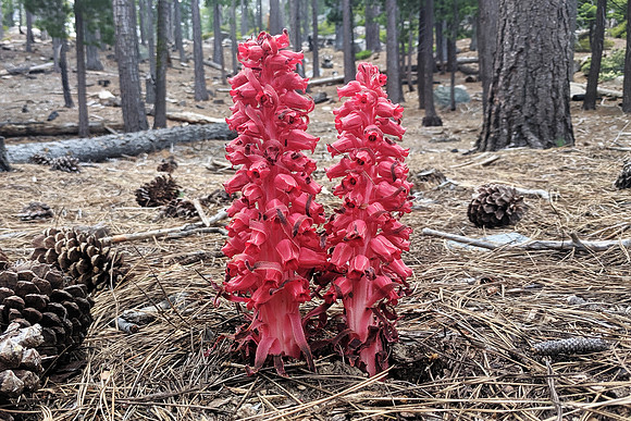 Tahoe Snow Flower