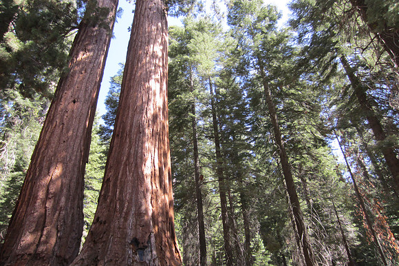 Mariposa Grove of Giant Sequoias