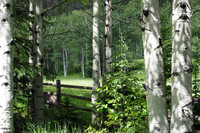 Aspen Meadow