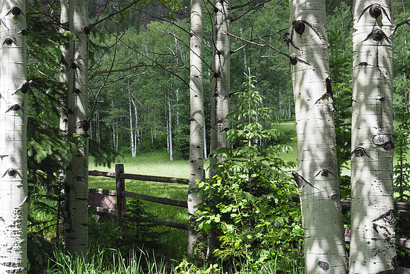 Aspen Meadow
