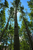 Tall Aspen