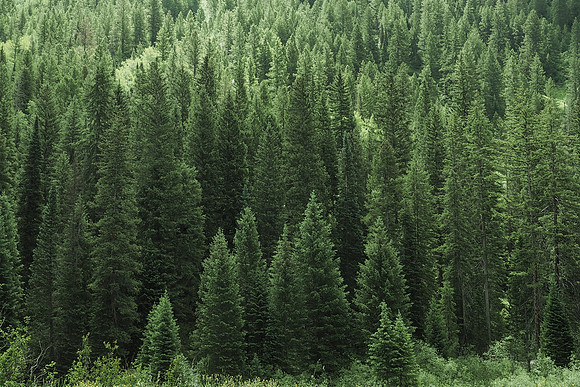 AllPine