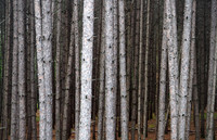 Tremblant Timber