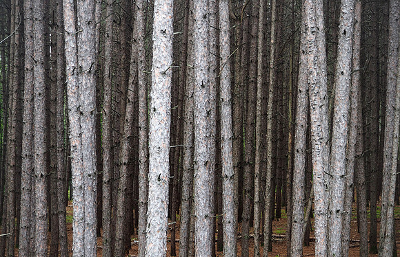 Tremblant Timber