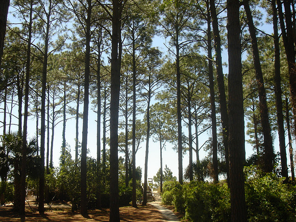 Atlantic Timber