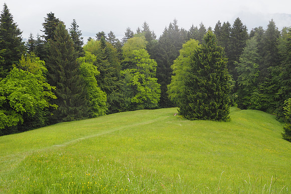 Alpine Meadow