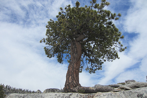 Olmsted Point